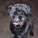 Classy Canine's Wiggle Rumps - Pet Grooming