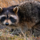 Wildlife Guardian - Pest Control Services