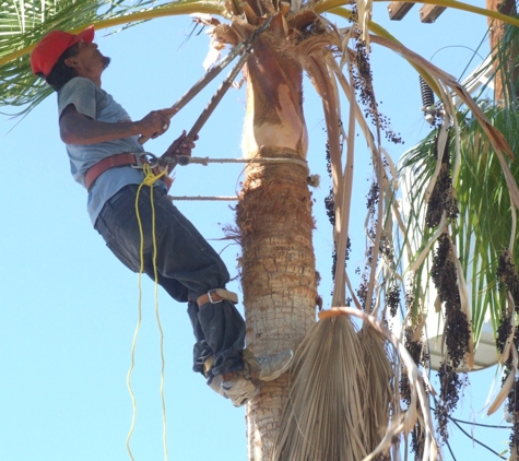 Manu's Tree Works - Honolulu, HI