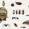 Five Boroughs Pest Control gallery