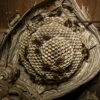 Davids Pest Control gallery