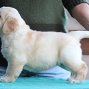 Carvin's Cove English Labradors - Pet Specialty Services