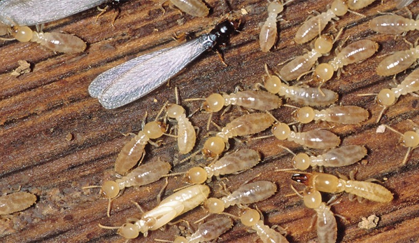 Heights Pest Control & Termite - Beachwood, OH. Termites & Swarmer