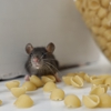 Sure Thing Pest Control gallery
