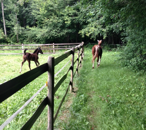 Masconette Farm - Horse Boarding - Carriage Driving - East Longmeadow, MA