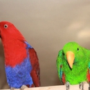 Solely Solomon Aviaries - Pet Stores