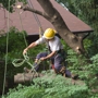 Professional Lot Clearing & Tree Service