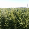 Bengtson Christmas Tree Farm gallery