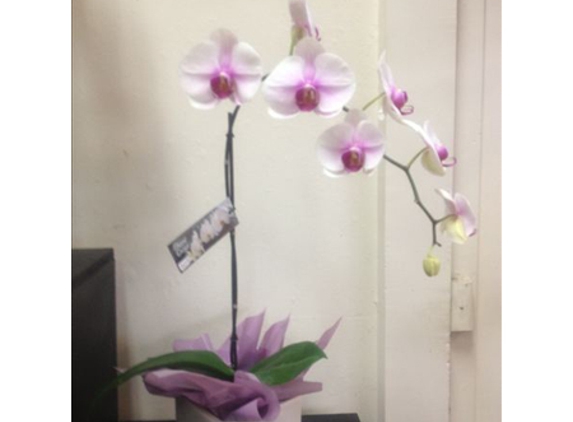 Boronia Exclusive Florists - Ballarat Central, VIC