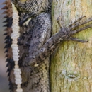 EcoSmart Wildlife Control - Pest Control Services