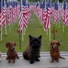 Cape Fear Dog Training Club gallery