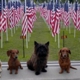 Cape Fear Dog Training Club