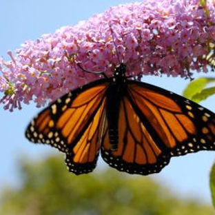 Environmental Landscaping Co. - Valley Park, MO