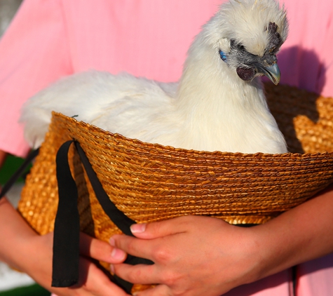 MailOrderPoultry.com - Reading, PA