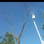 Stephensons Tree Service