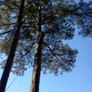 Thompson Tree Climbers and Landscape - Tree Service