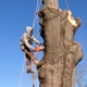 Tyler Best Tree Service