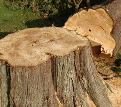 Beach Tree & Stump - Virginia Beach, VA