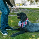 6 Paws Training Camp - Pet Training