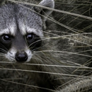 Global Rodent & Wildlife - Pest Control Services
