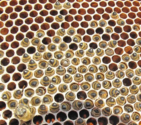 Beewise - O'connor, WA