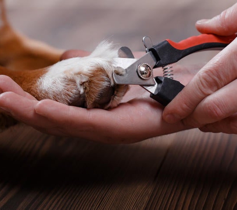 Dog Grooming Studio - Bloomfield, NJ