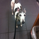 MedVet Houston Bay Area - Pet Services