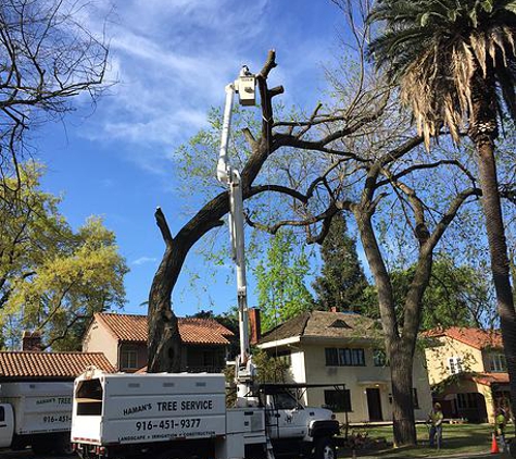 Haman Tree Service - Sacramento, CA