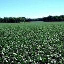 Spencer Farms Ag Chem Seed - Crop Dusting, Seeding & Spraying