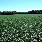 Spencer Farms