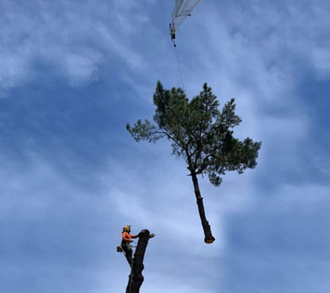 Quality Tree Care - Pleasant Hill, CA. tree removal