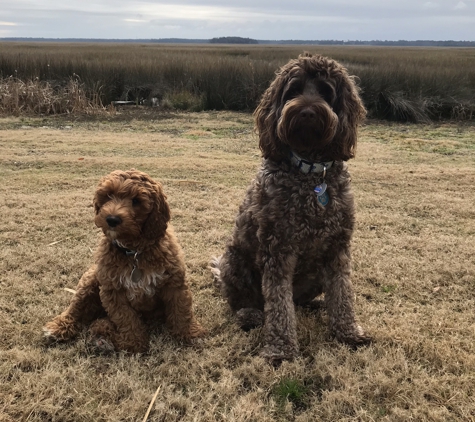 Sunrise Australian Labradoodle - Anthony, FL. Sunrise Austrailian Labradoodles: Sampson & Dillinger