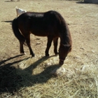 Days End Farm Horse Rescue