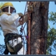 Tammany Tree Service