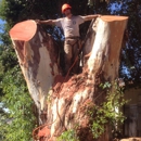 Central Valley Humble Tree Care - Tree Service