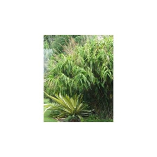 Bamboos Wholesale - Boreen Point, QLD