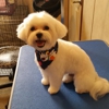 Kara's Dog Grooming gallery