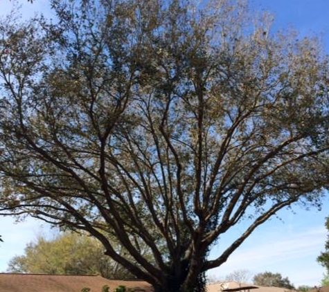 a cut above trees service and landscaping - tampa, FL