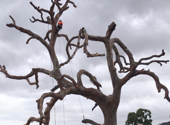 Radial Tree Solutions - Leongatha, VIC