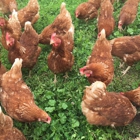 Milo's Poultry Farms