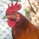 Jersey Chickens - Poultry Farms