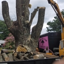 Brown's Tree & Stump Experts - Tree Service