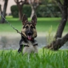 German Shepherd For Sale gallery