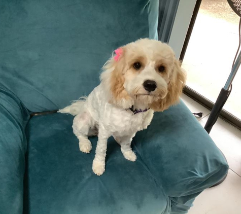 Monica's Merry Pets - Tarampa, QLD. Tinkerbell after her first clip.