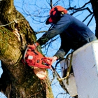 Big Bens Tree Service