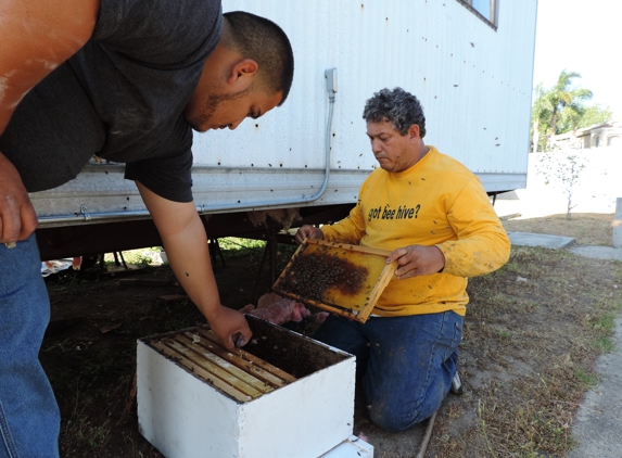 Safe & Alive Bee Hive Removal - San Diego, CA