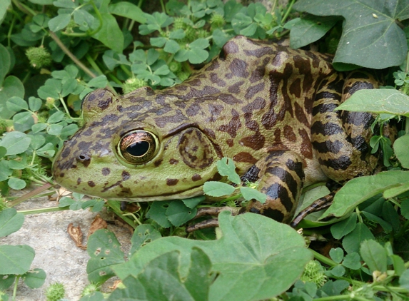 Maintain My Pond - Upland, CA. American Bullfrog