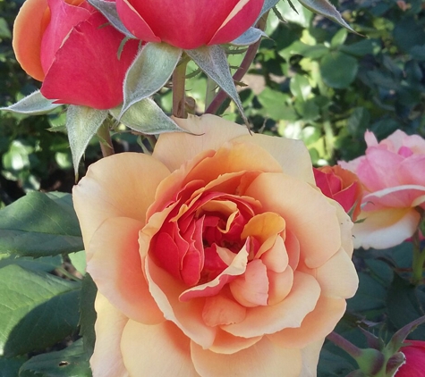 Ott's Exotic Plants - Schwenksville, PA. Beautiful roses are available in every color from lavender to peach and reds!