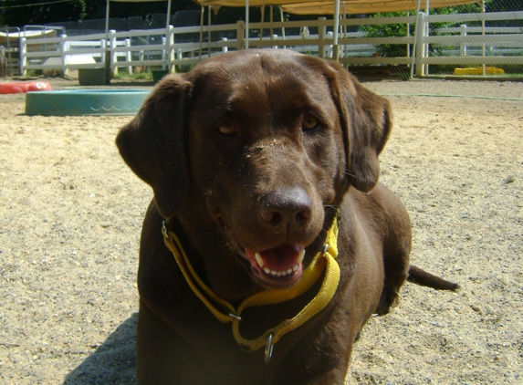 Dogs on the farm salon