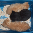 Eastfield Hospital For Animals - Veterinary Clinics & Hospitals